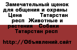 Замечательный щенок для общения и охраны. › Цена ­ 100 - Татарстан респ. Животные и растения » Собаки   . Татарстан респ.